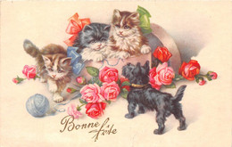 SCOTTISH TERRIER - BONNE FÊTE - Dogs