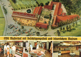012226  Sythen - EWG Musterhof Mit Besichtigungsstall Und Bäuerlichem Museum  Mehrbildkarte - Haltern