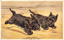 SCOTTISH TERRIER -A TOUTE VITESSE VERS VOUS - Cani