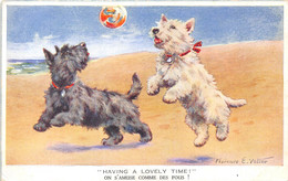 SCOTTISH TERRIER -ON S'AMUSE COMME DES FOUS - Dogs