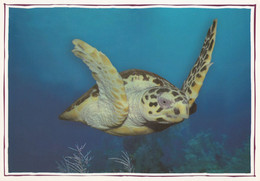 Qatar 2003 Environment Day Ras Laffan Industrial City Commemorative Postcard - Turtle Marine Life Fauna Animal Kingdom - Qatar