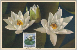 57058 - BELGIAN  CONGO - POSTAL HISTORY: MAXIMUM CARD 19554 - FLOWERS - Non Classificati