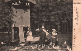 Bruxelles - Bois De La Cambre, Les Pigeons Au Châlet Robinson - Forêts, Parcs, Jardins