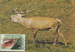 Carte  Maximum  1er  Jour   ROUMANIE    Cerf     1988 - Animalez De Caza