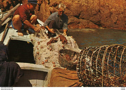 PÊCHEURS.  MARSEILLE   Cigales De Mer....Photo SPEA - Fishing