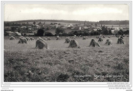 GRAIDE . BIEVRE . VRESSE . PALISEUL ..--  Vu Du GLAUMONT . 1975 Vers TOURNAI ( Mr Mme Suys - De Belie ) . Voir Verso . - Bièvre