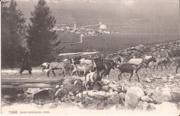 Suisse - Grisons - Zuoz -  Chèvres Ziegen Goat Berger - Zuoz