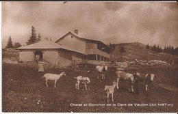 Suisse - Vaud - Vaulion - Chalet Et Sommet De La Dent 1487m Berger Chevres Ziegen Goat - Vaulion