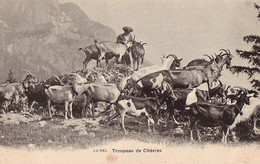 Suisse - NL - Troupeau De Chèvres Jj3143 Jullien Chevre Ziege Goat - Au