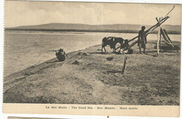 CPA, Palestine , N°28, La Mer Morte - Palestine