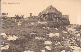 Suisse - C -  Appenzell Ebenalp (1644m) Chalet  Berger Ziegen Chevres Goat Superbe - Autres & Non Classés