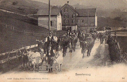 Suisse - NL - Senntenzug Vache Costume Ziegen Chevres Goat Superbe - Zoug