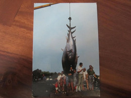 Carte Postale Débarquement Du Thon - Fishing