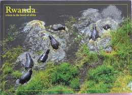 Carte Postale : RWANDA : Hippopotames, Lake Ihema, Timbre - Rwanda