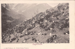 Suisse - C -  Grisons - Ziegenherde - Schuls Tarasp Vulpera Ziege Chevre Goat - Tarasp