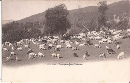 Suisse - NL - Troupeau De Chèvres Jj3126 Jullien Voir 3127 Ziege Chevre Goat - Au