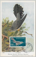 52141 - BULGARIA -  MAXIMUM CARD - 1960  ANIMALS -  BIRDS: CUCKOO - Cuco, Cuclillos