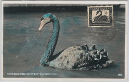 52150 - AUSTRALIA -  MAXIMUM CARD - 1958  ANIMALS:  BIRDS  Swans - Cisnes