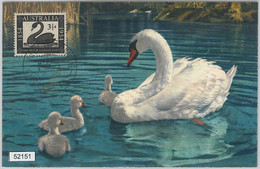 52151 - AUSTRALIA -  MAXIMUM CARD - 1954  ANIMALS:  BIRDS  Swans - Cygnes