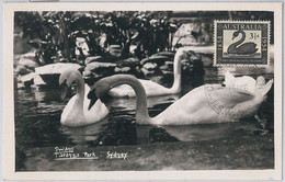 52153 - AUSTRALIA -  MAXIMUM CARD - 1956  ANIMALS:  BIRDS  Swans - Swans