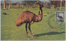 52160 - AUSTRALIA -  MAXIMUM CARD - 1959  ANIMALS:  BIRDS Ostrich - Autruches