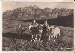 Suisse - C -  St. Gall - Blick Zum Säntis 22911 Ziege Chevre Goat - St. Gallen