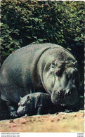 HIPPOPOTAMES    FAUNE AFRICAINE  Maman Et Bébé Hippopotame.   TBE - Flusspferde