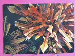 Visuel Très Peu Courant - Fleurs Des Antilles - Floralies 1973 - Crotons - R/verso - Autres & Non Classés
