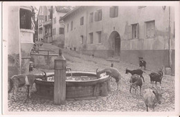 Suisse - C -  Grisons - Guarda - Dorfbrunnen Fontaine Berger Ziege Chevre Goat - Guarda