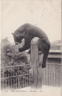 The Zoo ( London ) - The Bear - Bears
