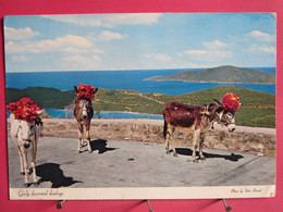 Visuel Pas Très Courant - St. Thomas - Virgin Islands - Iles Vierges - Gaily Decorated Donkeys - R/verso - Islas Vírgenes Americanas