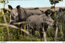 RHINOCÉROS    FAUNE AFRICAINE  Rhinocéros Blancs  Carte Photo.  DAKAR  TBE - Rinoceronte