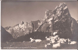 Suisse - C -  Appenzell - Furgglenalp Blick Auf Hundstein  Chevres Ziege Goat - Appenzell