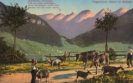 Suisse - C -  St. Gall - Toggenburg - Abend Im Gebirge Colorisée Chevres Ziege Goat - St. Gallen