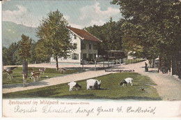 Suisse - C -  Zurich - Restaurant Im Wildpark Bei Langnau Schwarzhalsziege Colorisée Chevres Ziege Goat - Langnau Am Albis 