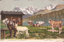 Suisse - Berne - Alpenlandschaft - St Beatenberg - Paysage Alpestre Colorisee Chevre Ziege Goat - Beatenberg
