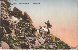 Suisse - NL - Scène Alpestre - Bergidylle 8081 Colorisee Chevre Ziege Goat - Berg