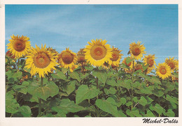 Frankrijk Postkaart Salernes "Images De Provence" Gebruikt 1988 (8800) - Salernes