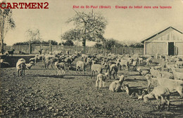 ETAT DE SAINT-PAUL ELEVAGE DU BETAIL DANS UNE FAZENDA BRESIL BRAZIL MOUTONS CHEVRES BREBIS FERME - Autres