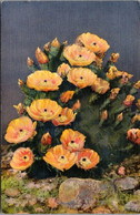 Cactus Prickley Pear Cactus In Bloom 1943 Curteich - Cactusses