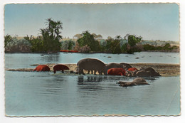 CPA  FAUNE AFRICAINE    1957      HIPPOPOTAMES AU BAIN - Hippopotames