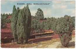 Rijssen 'Holl. Schwarzwald' -  (Overijssel, Nederland/Holland) - 1966 - Bijenkorven Op De Hei - Rijssen