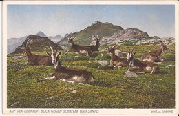 Suisse - C -  Appenzell  - Ebenalp - Blick Gegen Schafler Und Santis Colorisee Ziegen Chevre Goat - Appenzell