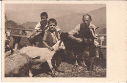 Suisse - C -  Appenzell - Auf Gloggeren Santisgebiet  Ziegen Chevre Goat - Appenzell