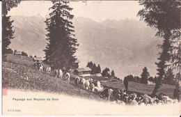 Suisse - Valais - Paysage Aux Mayens De Sion Cpn  Ziegen Chevre Goat - Sion