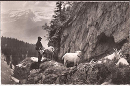 Suisse - Vaud - Leysin - Le Chevrier - Phot. Trumpler Ziege Chevre Goat - Leysin