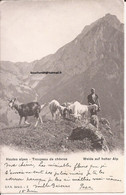 Suisse - Vaud - Cpn - Hautes Alpes - Troupeau De Chèvres - Weide Auf Hoher Alp Ballaigues  Ziege Chevre Goat - Ballaigues