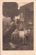 Suisse - C -  Appenzell - Appenzeller Volksleben Ziege Chevre Goat - Appenzell