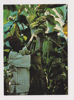 Guinea, Republic Of Guinea Young Man Banana Picker View Vintage RPPc Photo Postcard (42095) - Guinée