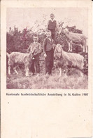 Suisse - C -  St. Gall - Kantonale Landwirtschaftliche Ausstellung In St Gallen 1907 Chevres Ziegen Goat - St. Gallen